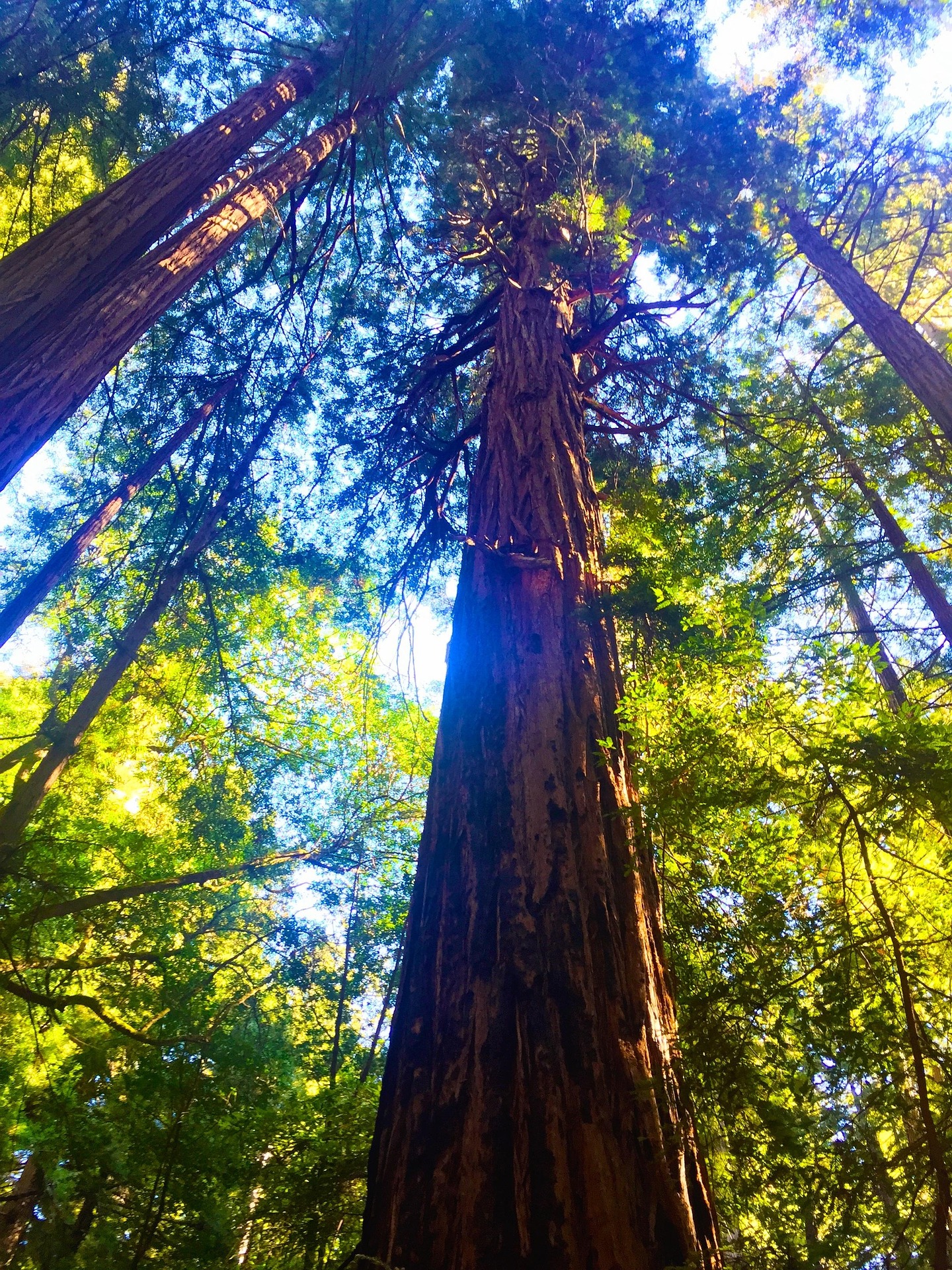 Redwood trees reaching toward the sky