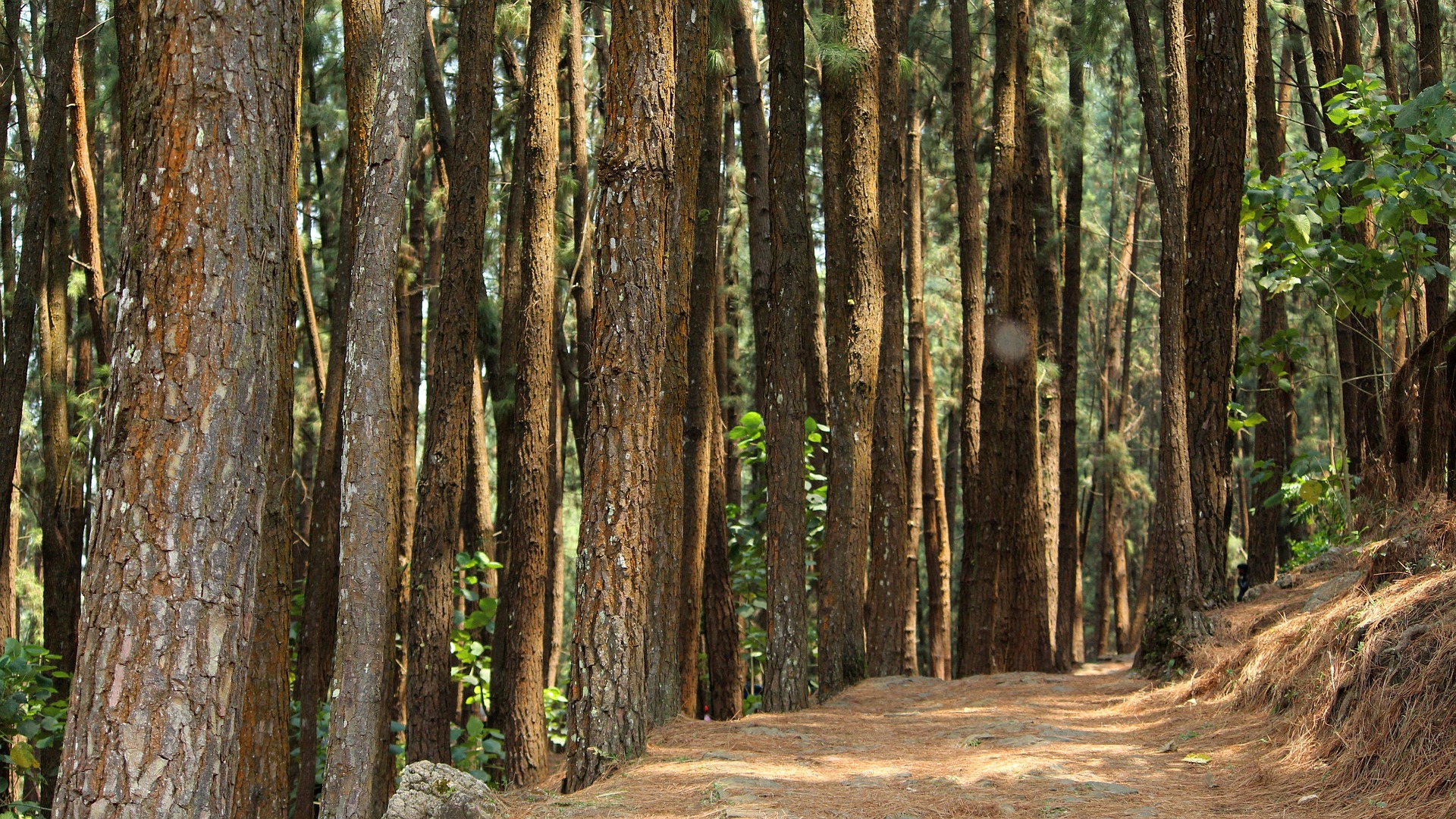 A path through the redwood forest